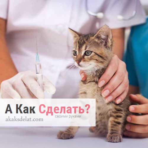 Как сделать укол коту