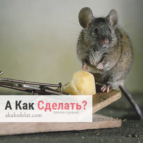 Как сделать мышеловку своими руками